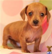 dachshund puppy posted by Kimberly Jones